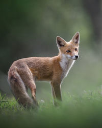 Close-up of fox on field