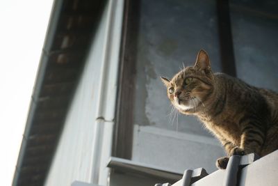 Low angle view of cat on building