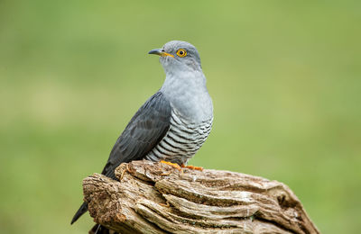 Close-up of a bird perching on a tree