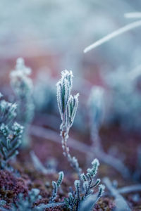 Close-up of frozen plant during winter