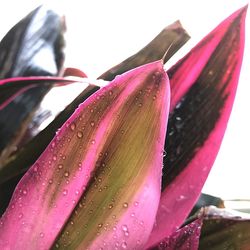 Close-up of pink leaf against sky