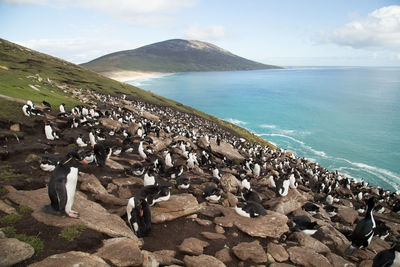 Penguins on rock at sea against sky