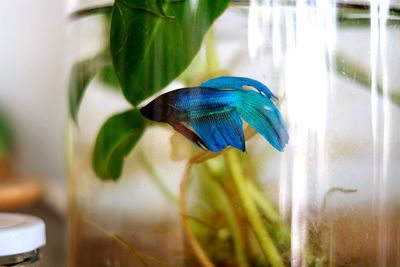 Close-up of bird on plant