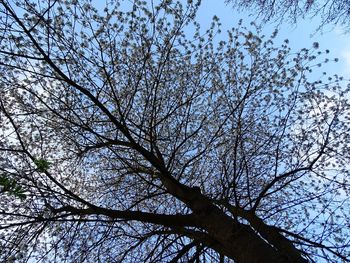 Low angle view of bare trees against sky