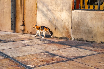 A vagabond cat on the street of malaga city, spain