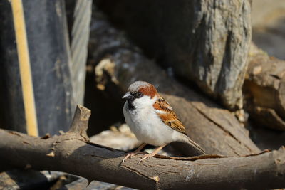 Close-up of bird perching on wood