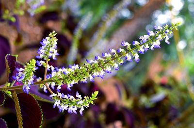 Close-up of purple flowering plant