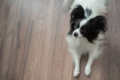 Portrait of dog standing on floor