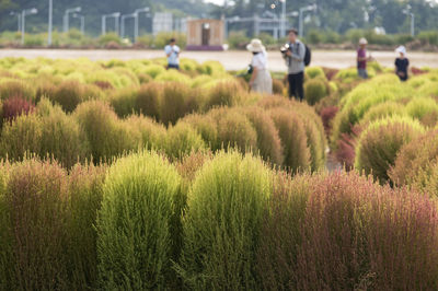 Plants growing on field against sky in city