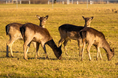 Deer on field
