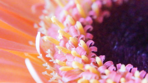 Close-up of flower blooming outdoors