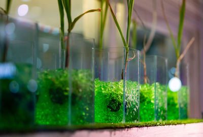 Close-up of plants against window