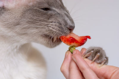 Cropped hand of woman holding cat