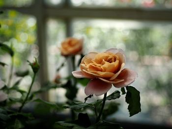 Close-up of flowers blooming outdoors
