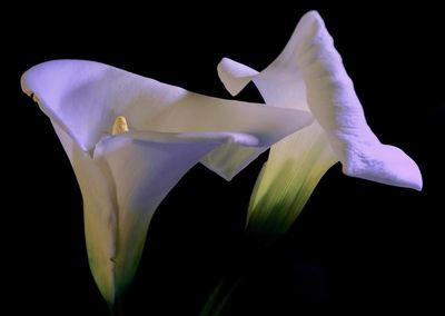 Close-up of flower over black background