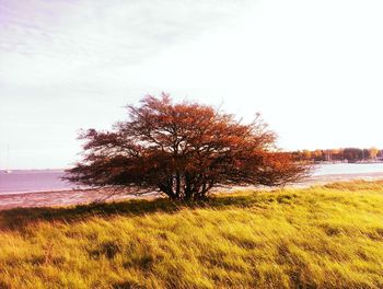 Scenic view of grassy field against sky