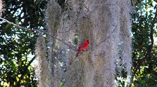 Low angle view of bird perching on tree