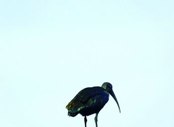 Close-up of bird perching on wall