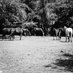 Horses on tree