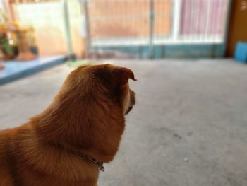 Close-up of a dog looking away