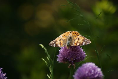 Close-up of butterfly pollinating on purple flower