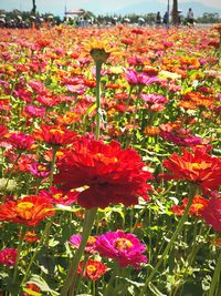 Close-up of poppy flowers