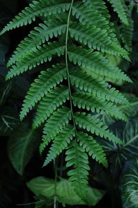 Close-up of fern leaves