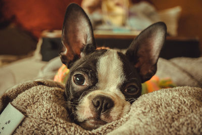 Close-up portrait of a dog resting at home
