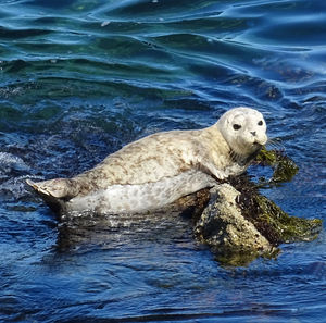 View of turtle in sea