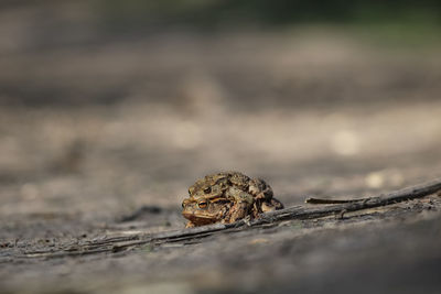 Close-up of toad on the way