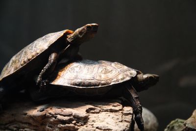 Turtles mating on rock at aquarium