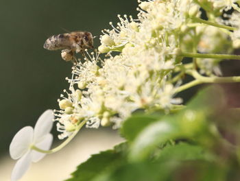 Close-up of bee pollinating flower