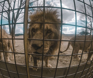 View of lion in cage at zoo