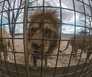 View of horse in cage at zoo