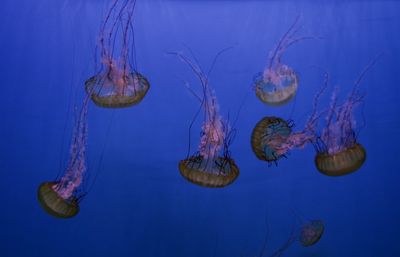 Jellyfish swimming in sea