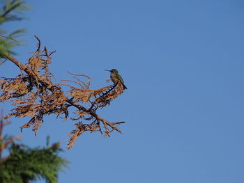 Low angle view of bird perching on tree against sky