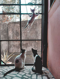 Cats sitting by window