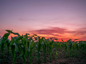 Plants growing on field against sky during sunset