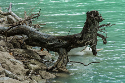 Dead tree in sea