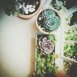 Potted plants on the wall