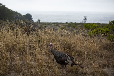 View of bird on land