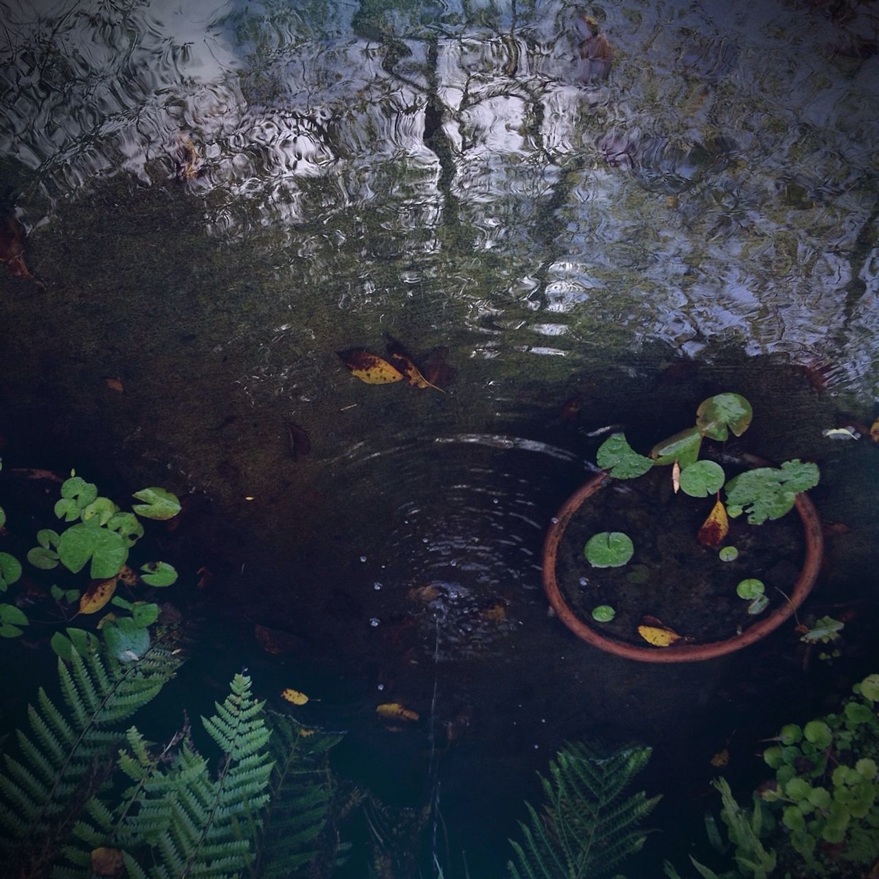 leaf, plant, high angle view, growth, water, nature, green color, flower, pond, rock - object, beauty in nature, floating on water, day, outdoors, reflection, tranquility, no people, stone - object, wall - building feature, fallen