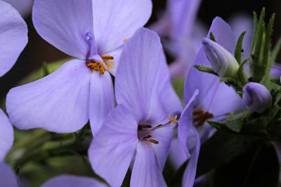 Close-up of pink flowers