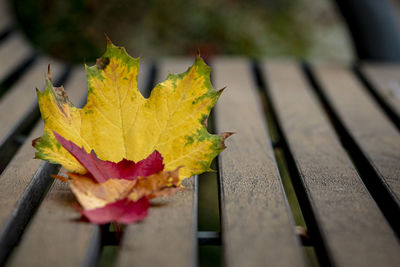 Close-up of maple leaf on bench