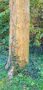 Close-up of tree trunk in forest