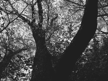 Low angle view of silhouette trees in forest