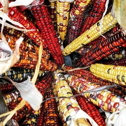Close-up of corns for sale