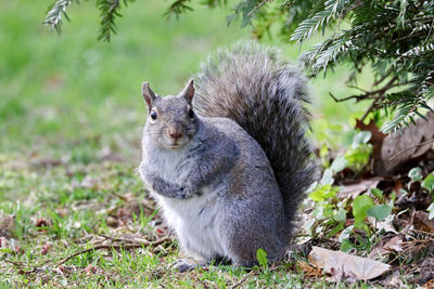 Squirrel on field