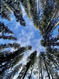 Low angle view of trees against sky