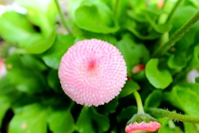 High angle view of pink flower